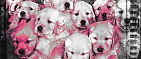 License for breeding dogs in London