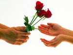 Valentine's Day Roses