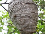 Removing a Beehive