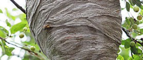 Removing a Beehive