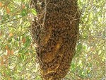 Bee Hive On The Tree
