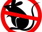 How to Get Rid Of Mice in the House