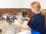 Flea Shampoo for Dogs