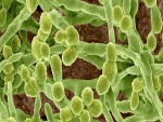 The Mold Spores