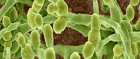 The Mold Spores
