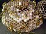 Wasp Nest