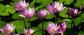 Water lilies