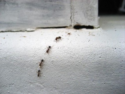 How to Keep Ants Out of Your Home Keeping Ants Out of Your Home