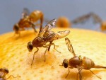 Getting Rid of Fruit Flies