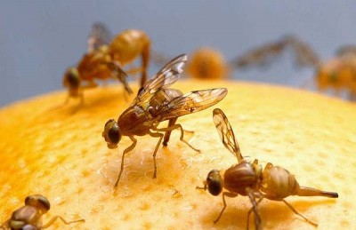 How to Get Rid of Fruit Flies Getting Rid of Fruit Flies
