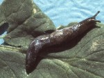 Getting Rid of Garden Slugs