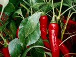 Growing Chilli Pepper