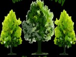 About Arbor Day