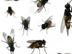 Flies in the House