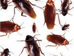 Cockroaches