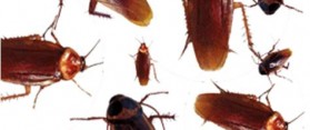 Cockroaches