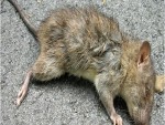 Dead Rat Smell