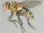 Cluster Flies