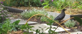 how to get rid of crow in garden