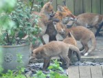 How to get rid of foxes in Garden