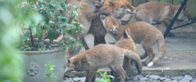 How to get rid of foxes in Garden