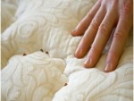 bed bugs