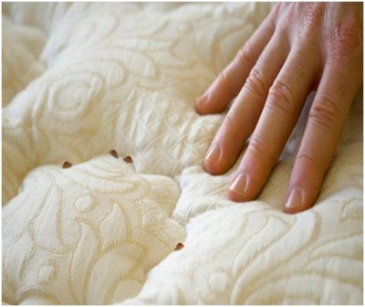 How to Get Rid of Bed Bugs at Home