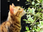 how to get rid of cats