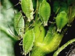 Aphids