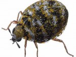 Carpet Beetle
