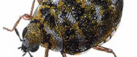 Carpet Beetle