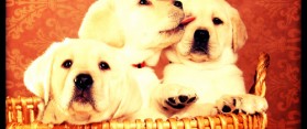 Dog breeding License