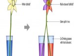 Drinking Water Plants