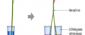 Drinking Water Plants