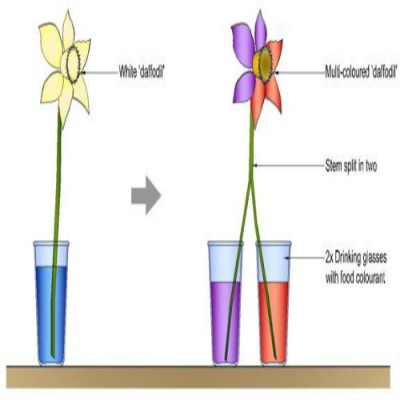 How Plants Drink Water Drinking Water Plants
