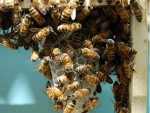 bees in home