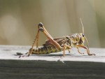 crickets