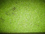 duckweeds