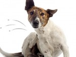 how to get rid of dog fleas naturally