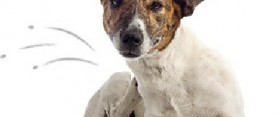 how to get rid of dog fleas naturally