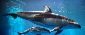 Shedd Aquarium Reveals that Newborn Dolphin is a Boy