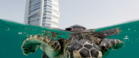 Dubai Turtle Rehabilitation Project