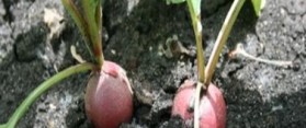 Plants