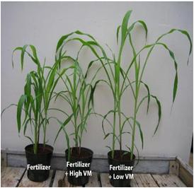 Effect of Fertilizer on Plants