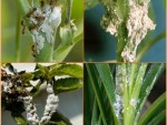 Mealybugs on Indoor Plants