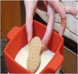 Dipping Cookies into Vanilla Coating