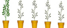 Effect of Detergent on Plant Growth