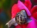 A Snail