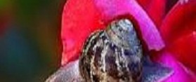 A Snail