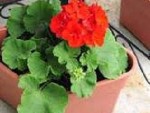 Geraniums in Pots